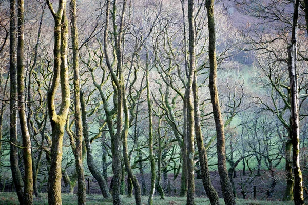 Árvores nuas na floresta — Fotografia de Stock