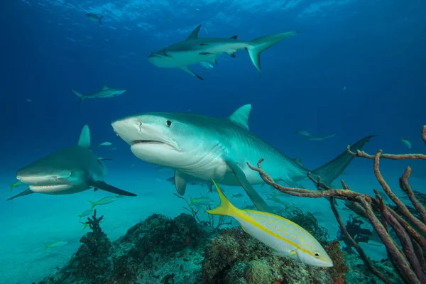 Podwodne Widoki Basen Tiger Sharks — Zdjęcie stockowe