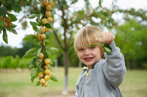 Boy Picking Fruit Tree Focus Foreground — Stock Photo, Image