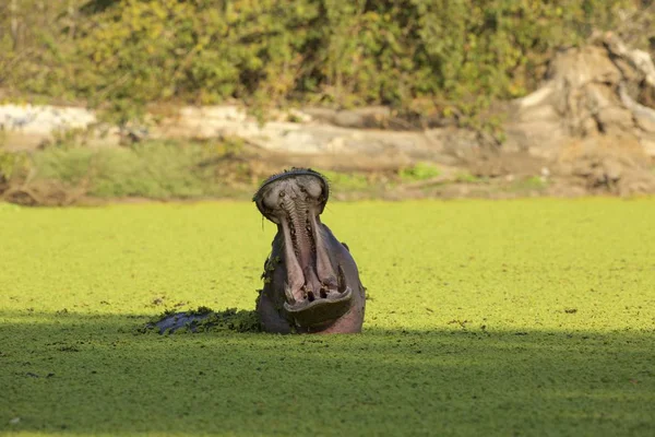 Hippo Mouth Open Mana Pools National Park Zimbabwe — Stock Photo, Image