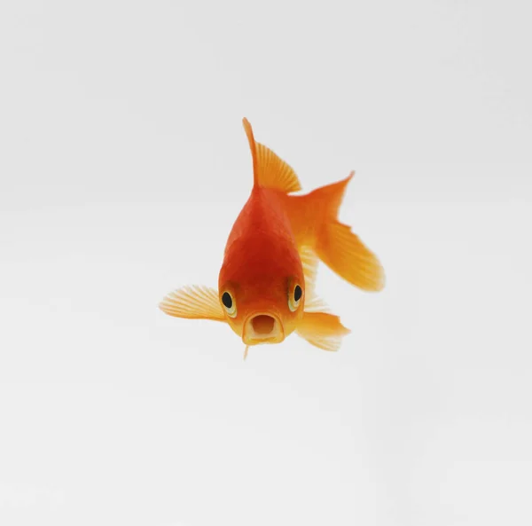 Front View Goldfish Swimming Underwater — Stock Photo, Image