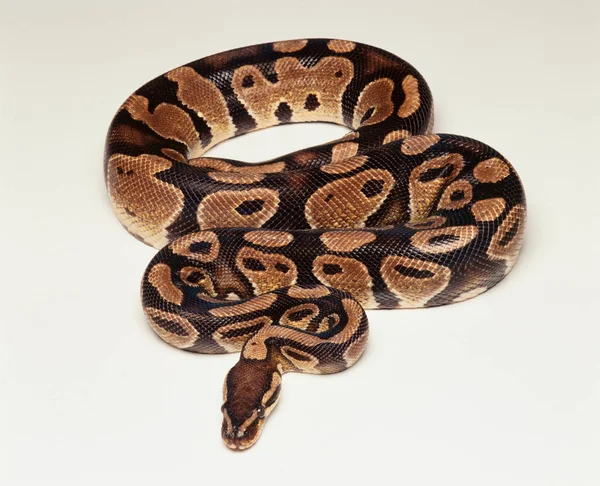 Lähikuva Muotokuva Kuninkaallinen Python Eristetty Valkoisella Pohjalla — kuvapankkivalokuva