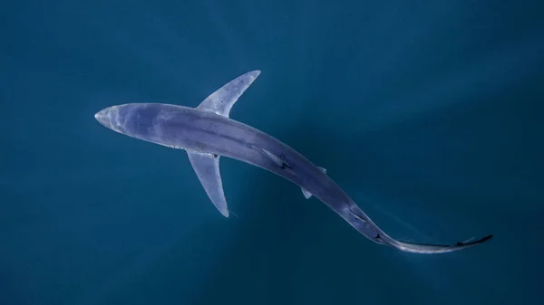 Vista Tubarão Nadando Debaixo Água — Fotografia de Stock
