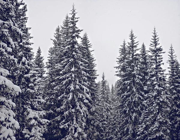 Besneeuwde bomen in bos — Stockfoto