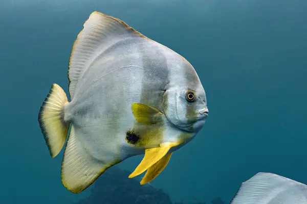 속에서 Longfin Batfish — 스톡 사진