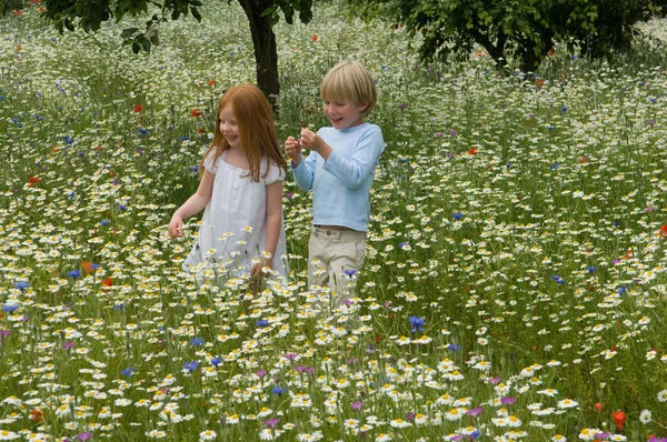 Anak Anak Berjalan Bidang Bunga — Stok Foto