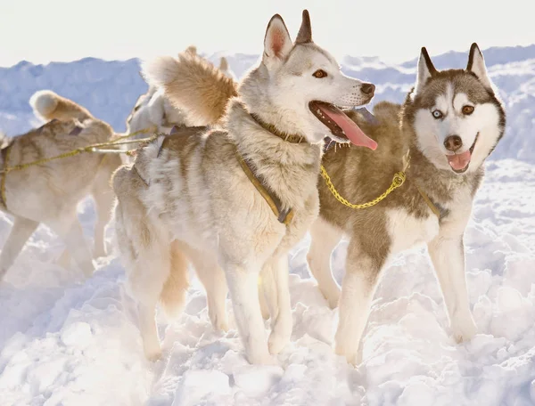 Schattig Huskies Permanent Hondenslee Sneeuw Winter — Stockfoto