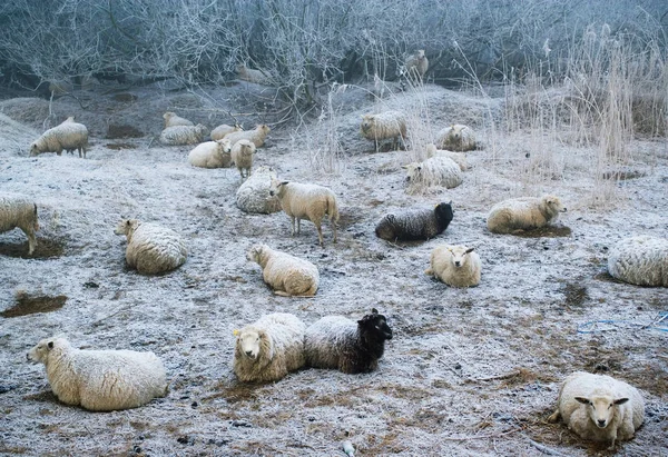 Sheep Grazing Snowy Pasture — Stock Photo, Image