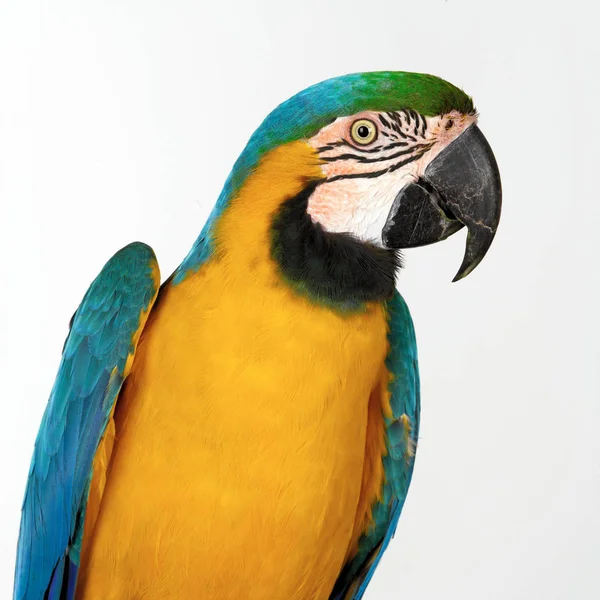 Papagaio Arara Azul Amarelo Isolado Branco — Fotografia de Stock
