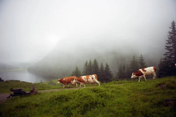 Vaches marchant le long de la route rurale — Photo