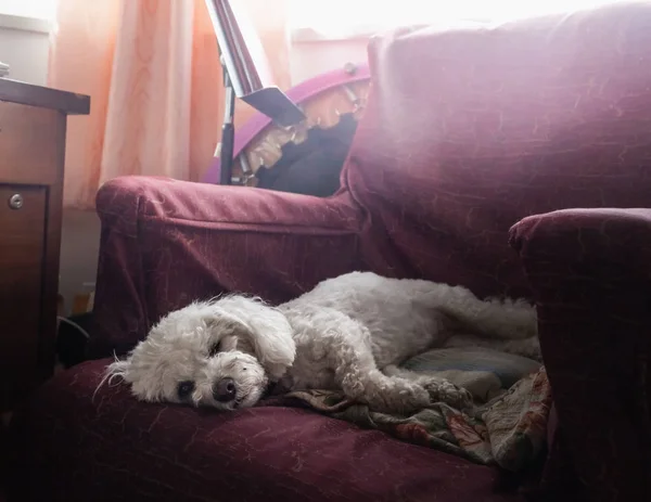 肘掛け椅子に横になっている白いプードル犬 — ストック写真