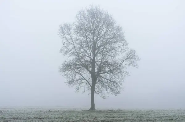 Lonely Drzewo w mroźny krajobraz — Zdjęcie stockowe