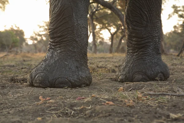 Front Feet African Elephant Loxodonta Africana Mana Pools National Park — Stock Photo, Image