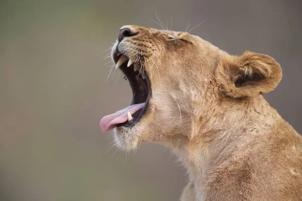 Lioness cub roaring — Stock Photo, Image