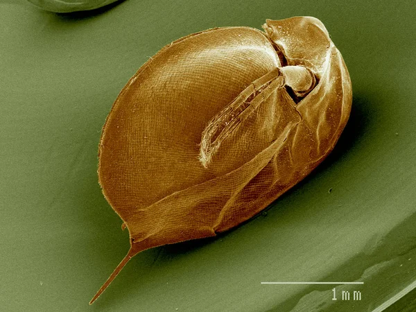 Skenování Electron Mikrofotografie Daphnia — Stock fotografie