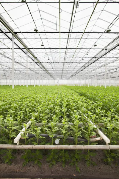 Filas Plantas Jóvenes Que Crecen Invernadero — Foto de Stock