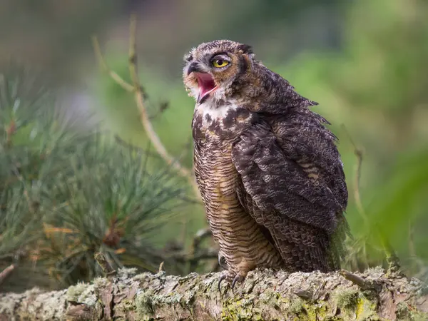 Great Horned Owl Siedzi Gałęzi Otwartymi Ustami — Zdjęcie stockowe