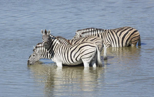 Vier Zebras Trinken Wasserloch Sonnenlicht — Stockfoto