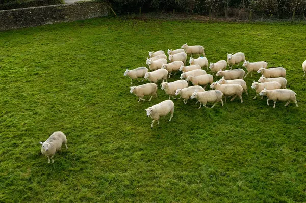 Podniesionymi Widokiem Stado Owiec Pasących Się Zielonej Trawie — Zdjęcie stockowe