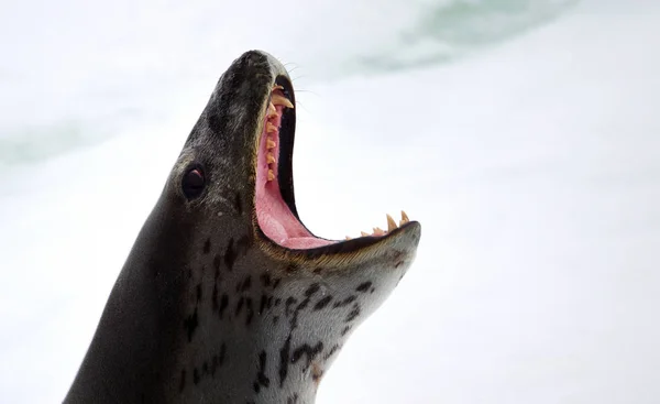 Leopard Seal Head Open Mouth Close Shot — Stock Photo, Image
