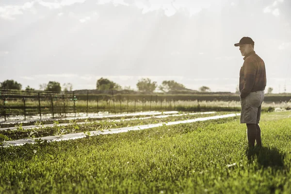 Full Length Side View Man Standing Farm Field Looking Away — Stock Photo, Image