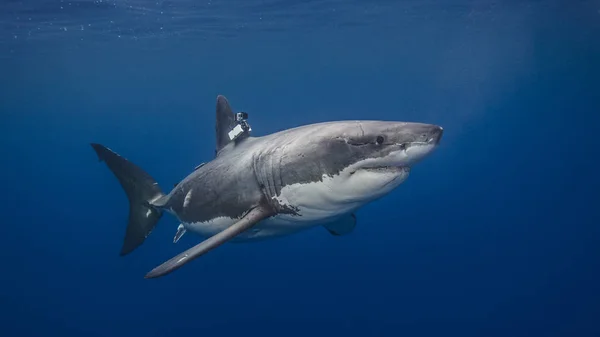Great White Shark Swimming Water Camera Clamped Fin — Stock Photo, Image