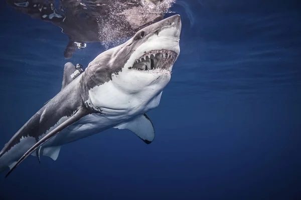 Grote Witte Haai Zwemmen Onder Water — Stockfoto