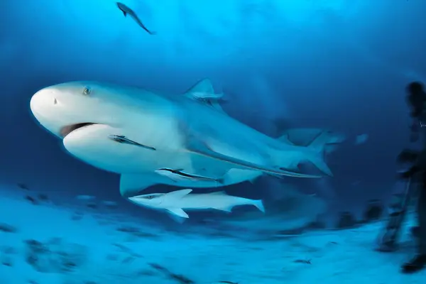 水下鲨鱼游泳的侧面图 — 图库照片