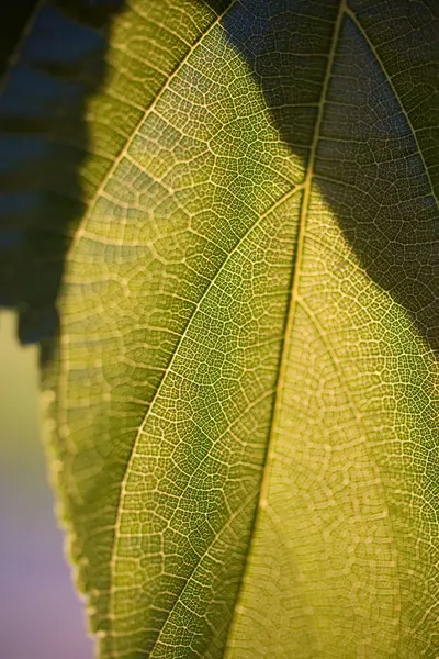 Vista Close Textura Folha Verde Fresca Foco Seletivo — Fotografia de Stock