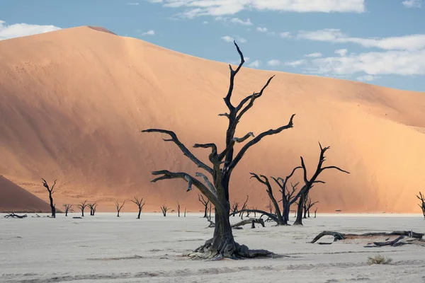 Árvores Mortas Perto Grandes Dunas Areia — Fotografia de Stock