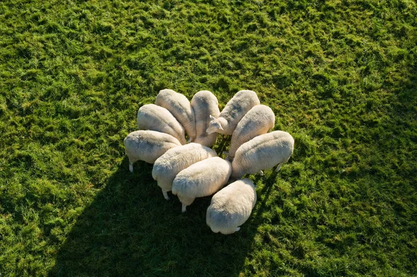 Elevated View Flock Sheep Grazing Green Grass — Stock Photo, Image