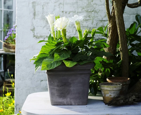 Bunga Putih Arum Lily Panci Tanaman Kebun — Stok Foto