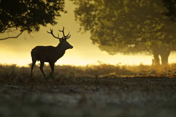 Silhouette Red Deer Stag Dawn — Stock Photo, Image