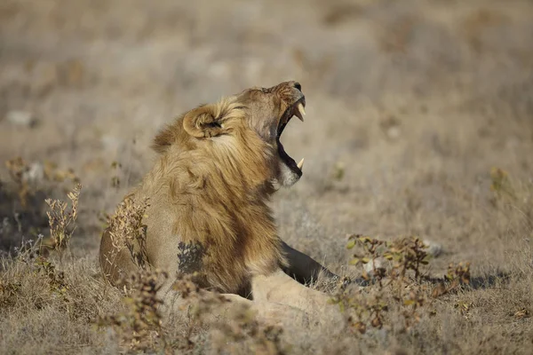 Lev Ležící Ústy Otevřít Vyprahlé Planiny Namibie Afrika — Stock fotografie