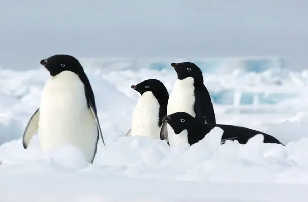 Pingüinos Adelie en témpano de hielo — Foto de Stock