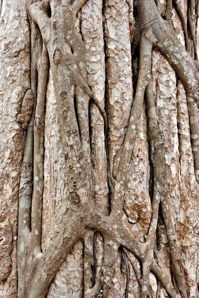 Stamm Eines Tropischen Baumes Nahaufnahme Siem Ernten Cambodi — Stockfoto