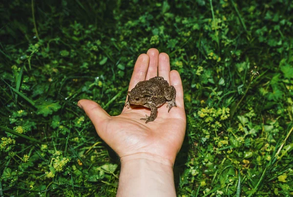 Κοντινό Πλάνο Του Toad Στο Γυναικείο Χέρι — Φωτογραφία Αρχείου