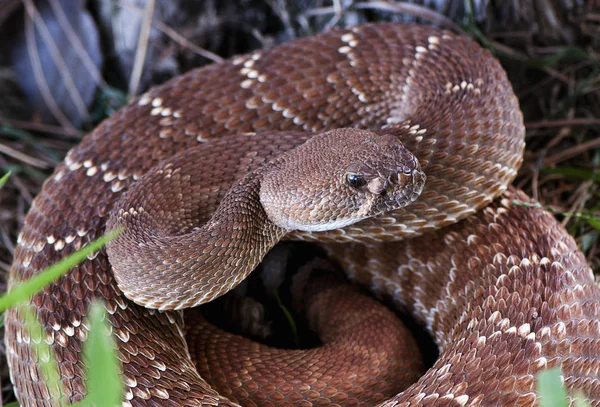 Serpent Sonnette Venimeux Pacifique Californie Usa — Photo