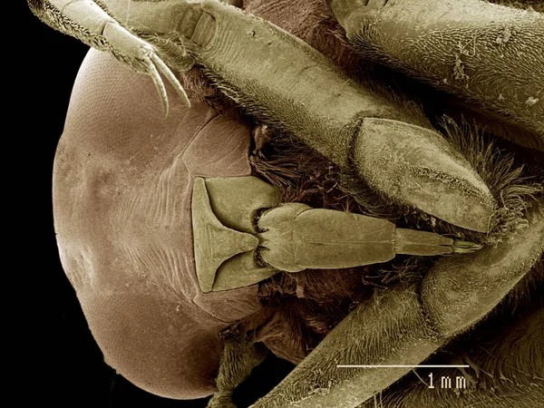 Kepala Notonectidae Buenoa Sem — Stok Foto