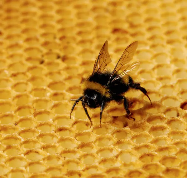 Humla Honeycomb Närbild Skott — Stockfoto