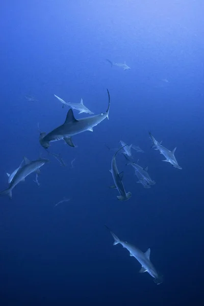 Scolarizzazione Hammerheads Vista Subacquea Roca Partida Colima Messico — Foto Stock