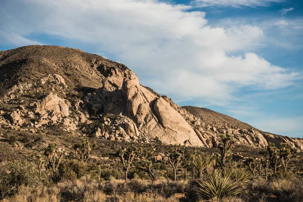 Torra Landskap Joshua Tree National Park Kalifornien Usa — Stockfoto