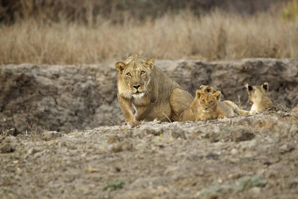 Leoa Panthera Leo Descansando Com Filhotes Mana Pools National Park — Fotografia de Stock