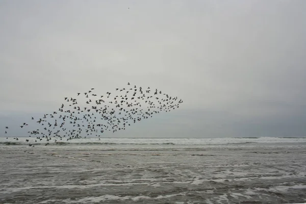 Стая Птиц Летающих Над Водой Сумерках — стоковое фото