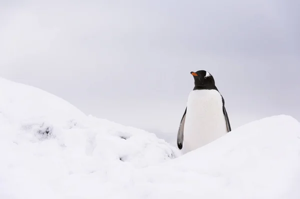 Ezelspinguïn Sneeuw Petermann Island Antarctica — Stockfoto