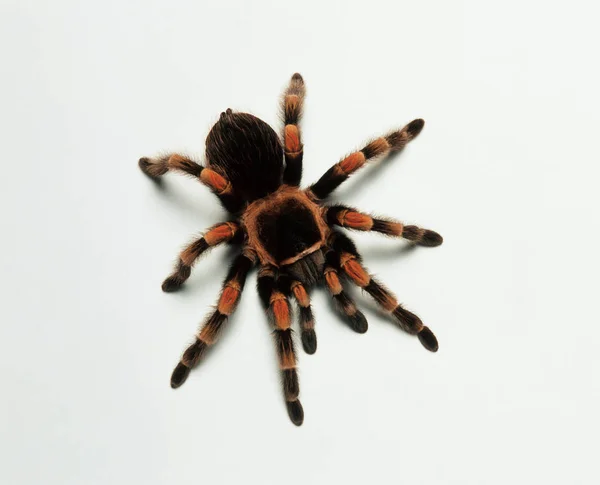 Mexican redknee tarantula — Stock Photo, Image