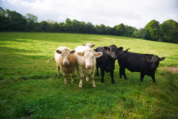 Коровы ходят по полю — стоковое фото