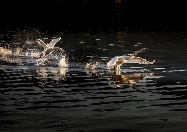 Labutě Přičemž Letu Jezero Maggiore Piemont Lombardie Itálie — Stock fotografie