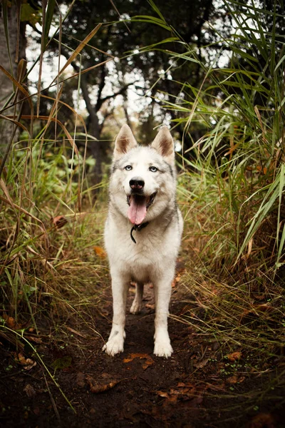 Haletant Chien Debout Sur Sentier Dans Forêt — Photo