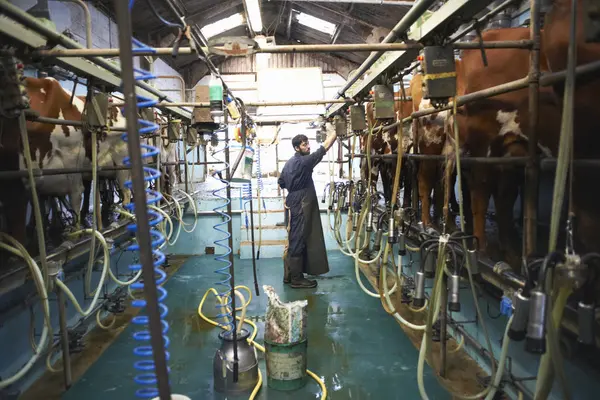 Farmer Milking Cows Dairy Farm Using Milking Machines — Stock Photo, Image
